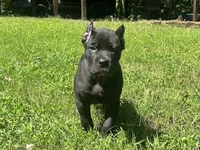 Dark pink, a female Cane Corso for sale in New London, NC – 2 of 10