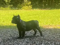 Purple, a female Cane Corso for sale in New London, NC – 4 of 8