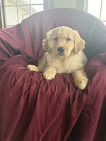 Holly, a female Golden Retriever for sale in Wooster, OH – 2 of 3