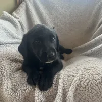 Polly, a female Australian Cattle Dog and Goldador for sale in Wooster, OH – Photo 3 of 3