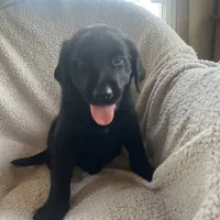 Polly, a female Australian Cattle Dog and Goldador for sale in Wooster, OH – Photo 2 of 3