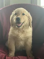 Hazel, a female Golden Retriever for sale in Wooster, OH – 2 of 4