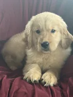 Harley, a male Golden Retriever for sale in Wooster, OH – 5 of 8
