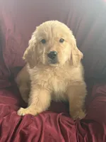 Harley, a male Golden Retriever for sale in Wooster, OH – 7 of 8