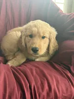 Harper, a female Golden Retriever for sale in Wooster, OH – 5 of 6
