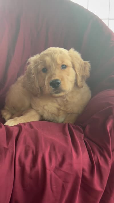 Harper, a female Golden Retriever for sale in Wooster, OH – 4 of 6