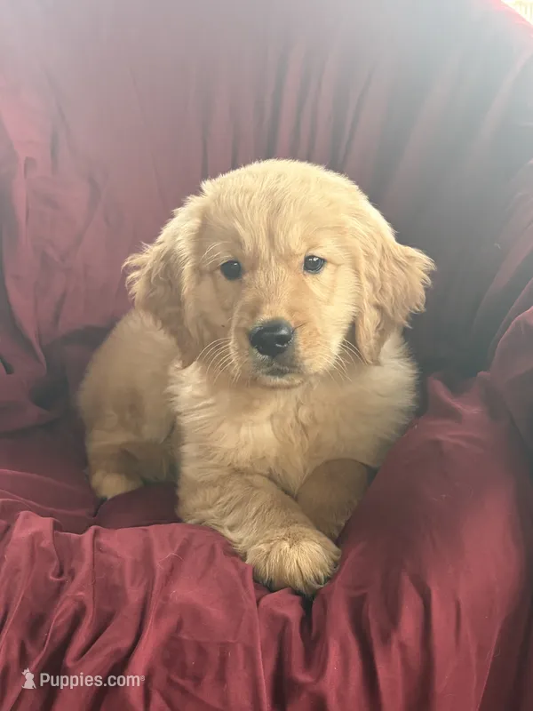 Harley – Golden Retriever puppy for sale in Wooster, OH