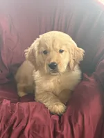 Harley, a male Golden Retriever for sale in Wooster, OH – 1 of 8
