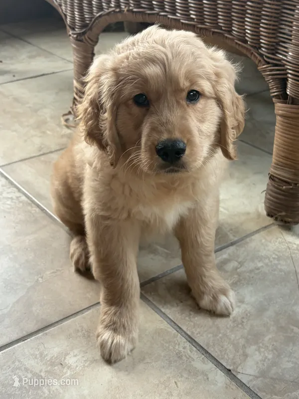 Harper – Golden Retriever puppy for sale in Wooster, OH