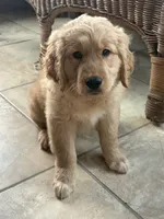 Harper, a female Golden Retriever for sale in Wooster, OH – 1 of 6