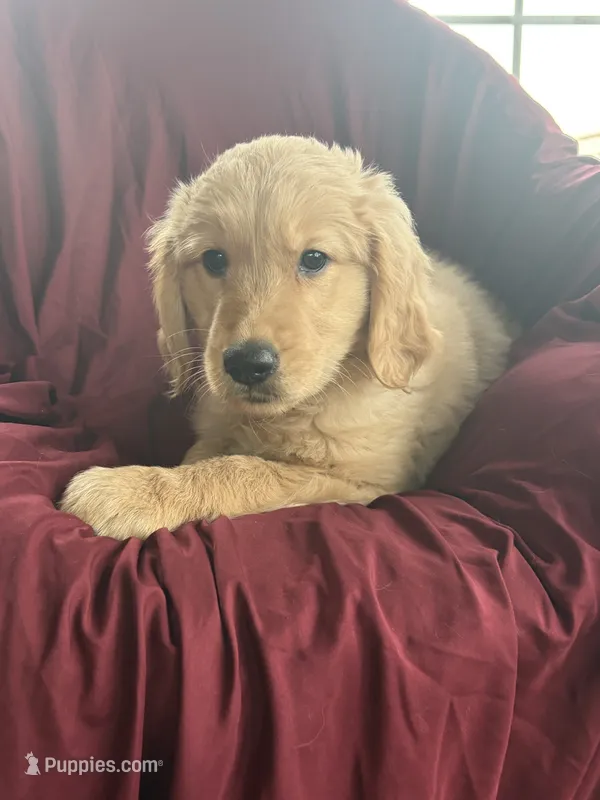 Hazel – Golden Retriever puppy for sale in Wooster, OH