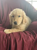 Hazel, a female Golden Retriever for sale in Wooster, OH – 1 of 4