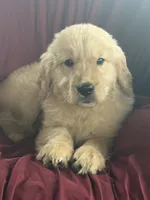 Harley, a male Golden Retriever for sale in Wooster, OH – 3 of 8