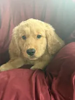 Harper, a female Golden Retriever for sale in Wooster, OH – 2 of 6