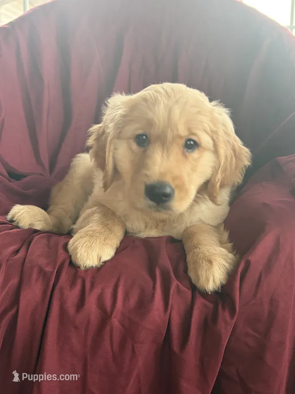 Holly – Golden Retriever puppy for sale in Wooster, OH