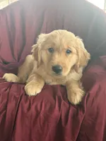 Holly, a female Golden Retriever for sale in Wooster, OH – 1 of 3