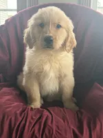 Henry, a male Golden Retriever for sale in Wooster, OH – 5 of 5