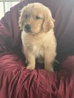 Henry, a male Golden Retriever for sale in Wooster, OH – 2 of 5