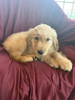 Holly, a female Golden Retriever for sale in Wooster, OH – 3 of 3