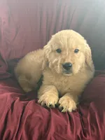 Harley, a male Golden Retriever for sale in Wooster, OH – 2 of 8
