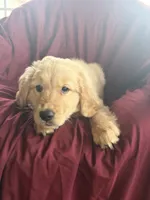 Hazel, a female Golden Retriever for sale in Wooster, OH – 3 of 4
