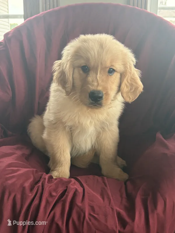Henry – Golden Retriever puppy for sale in Wooster, OH