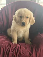 Henry, a male Golden Retriever for sale in Wooster, OH – 1 of 5