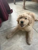Harper, a female Golden Retriever for sale in Wooster, OH – 6 of 6