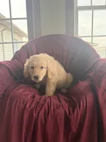 Hazel, a female Golden Retriever for sale in Wooster, OH – 4 of 4