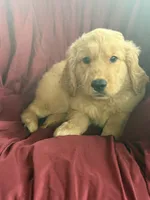 Harper, a female Golden Retriever for sale in Wooster, OH – 3 of 6