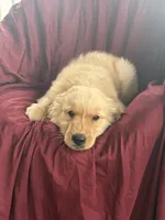 Henry, a male Golden Retriever for sale in Wooster, OH – 3 of 5
