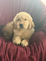 Harley, a male Golden Retriever for sale in Wooster, OH – 8 of 8