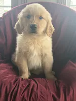 Henry, a male Golden Retriever for sale in Wooster, OH – 4 of 5