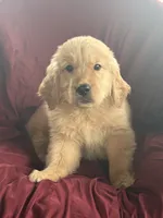 Harley, a male Golden Retriever for sale in Wooster, OH – 4 of 8