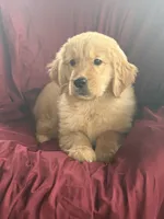 Harley, a male Golden Retriever for sale in Wooster, OH – 6 of 8