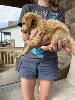 Chill Willy, a male Miniature Goldendoodle for sale in Greeley, CO – 3 of 10