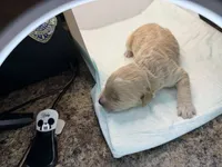 Luna, a female Miniature Goldendoodle for sale in Greeley, CO – 7 of 7