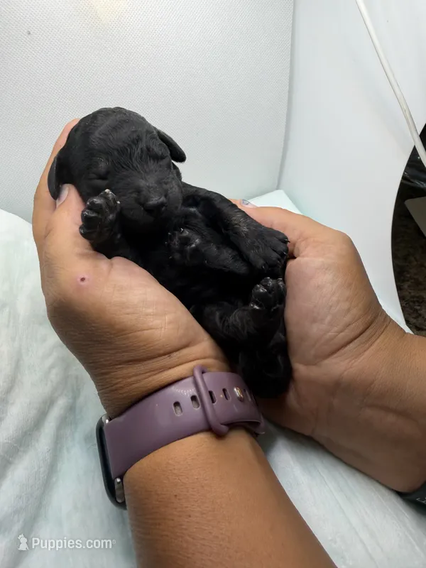 Flower 🌼  – Miniature Goldendoodle puppy for sale in Greeley, CO