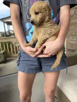 Sandy boy, a male Miniature Goldendoodle for sale in Greeley, CO – 6 of 9