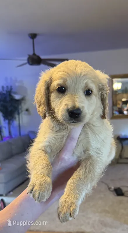 Sandy boy – Miniature Goldendoodle puppy for sale in Greeley, CO