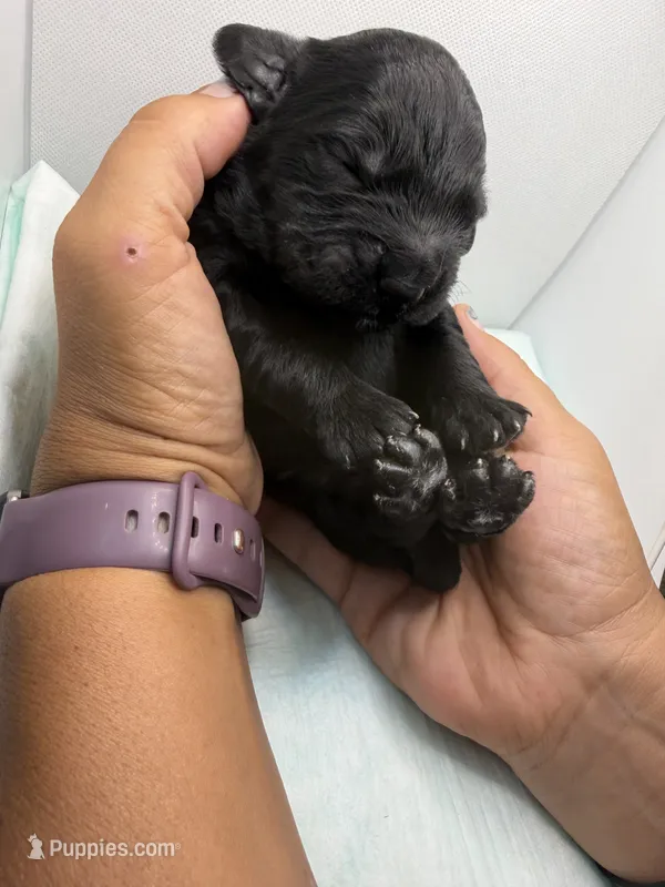 Big bear – Miniature Goldendoodle puppy for sale in Greeley, CO