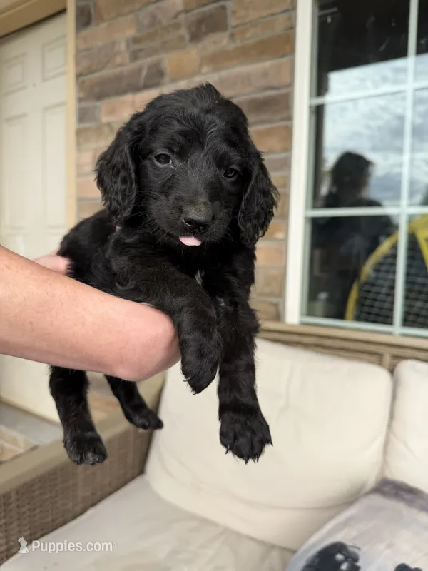 Frank  – Miniature Goldendoodle puppy for sale in Greeley, CO