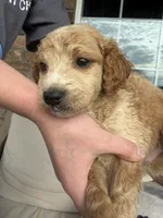 Chill Willy, a male Miniature Goldendoodle for sale in Greeley, CO – 4 of 10