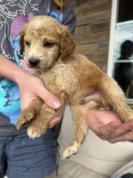 Chill Willy, a male Miniature Goldendoodle for sale in Greeley, CO – 2 of 10