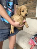 Sandy boy, a male Miniature Goldendoodle for sale in Greeley, CO – 5 of 9