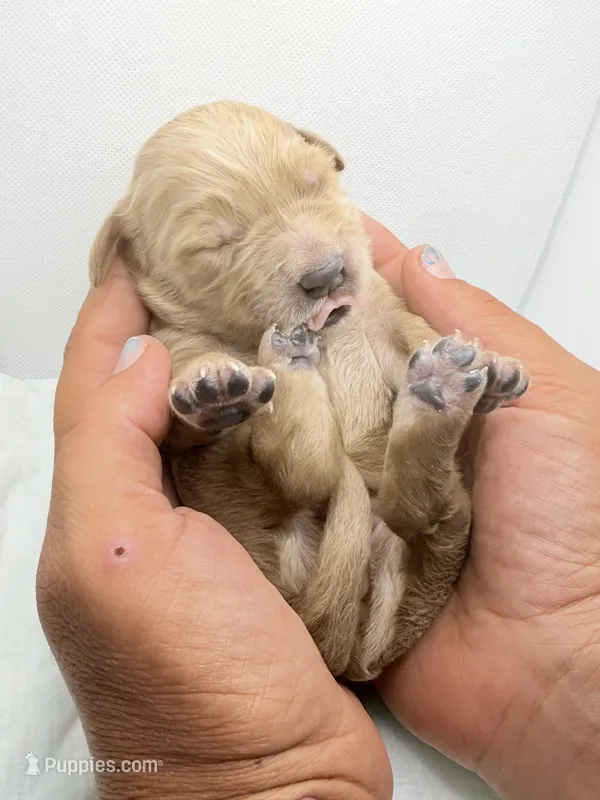 Luna – Miniature Goldendoodle puppy for sale in Greeley, CO