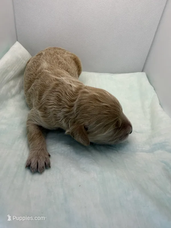 Sandy boy – Miniature Goldendoodle puppy for sale in Greeley, CO