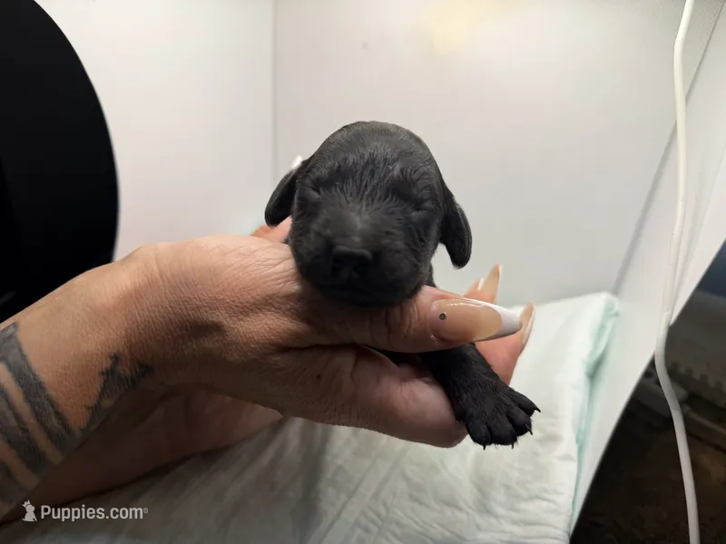 Frank  – Miniature Goldendoodle puppy for sale in Greeley, CO