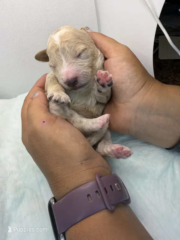 Chill Willy – Miniature Goldendoodle puppy for sale in Greeley, CO