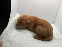 Honey, a female Miniature Goldendoodle for sale in Greeley, CO – 5 of 8